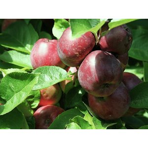 Stĺpovitá jabloň (Malus ballerina) ´MAYPOLE´- jesenná, výška 200-220 cm, kont. C15L